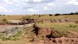 Fantástica migração de Gnus no Mara