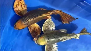 Golden butterfly koi fish