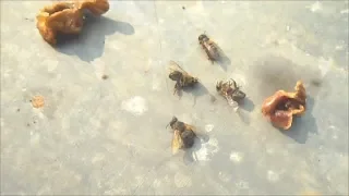 Пчёлы удивляют.  Загадка...