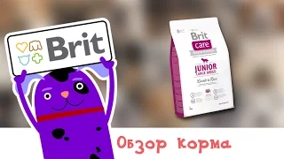 Обзор корма Brit Care Junior Large Breed Lamb & Rice