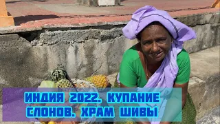 Индия 2022. Купание слонов. Посетили храм Шивы к Керале #индия