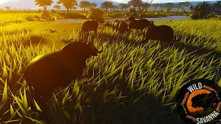 How a Buffalo Herd DOMINATED Wild Savannah