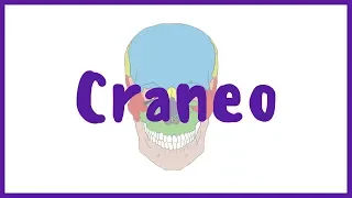 ANATOMÍA | Craneo, normas, puntos craneométricos y huesos | BLASTO