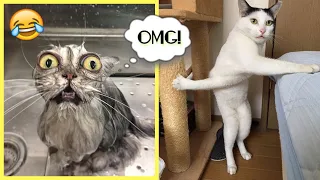 Trending Funny Animals 2023 😅 Funniest Cats and Dogs 😹🐶