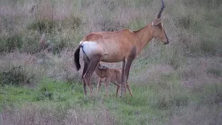 Baby Red Hartebeest Calf | Ranger Insights