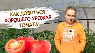 Как сохранить кисти и завязь у томатов! 4 правила хорошего урожая!