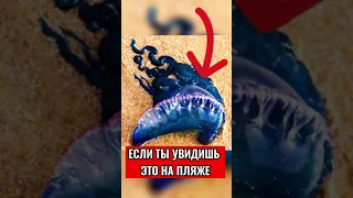 ЕСЛИ УВИДИШЬ ЭТО СУЩЕСТВО НА ПЛЯЖЕ, БЕГИ И ПРЕДУПРЕДИ ДРУГИХ