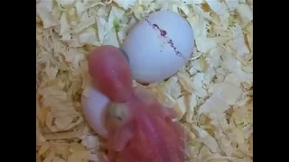 Baby Budgie hatching from the egg
