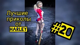 Лучшие приколы до слёз от Harley #20 ноябрь