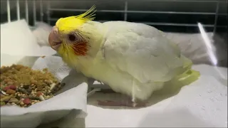 Beak Training and Mealtime Mastery: A Baby Cockatiel Learns to Eat. 🐣♡