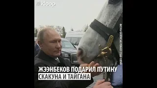 Жээнбеков подарил путину скакуна и тайгана