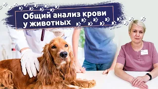 Общий анализ крови у животных: Зачем его берут и что он означает? Ветклиника "В добрые руки"