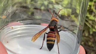 ヒメスズメバチ働き蜂・♂ (2023年09月14日) | Capturing Two Black-Tailed Hornet Workers And One Hornet Male (Sep 14)