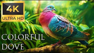 4K Colorful Dove - Beautiful Birds Sound in the Forest | Relaxing Safari