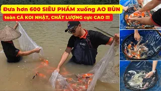 Thả 600 em CÁ KOI NHẬT xuống AO BÙN - BÍ QUYẾT nuôi CÁ KOI NHẬT nhanh LỚN