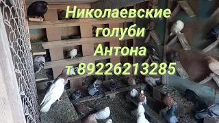 Николаевские голуби г.Бугуруслан Антон т.89226213285