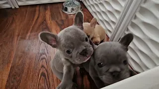 Frenchie Puppies - 5 weeks