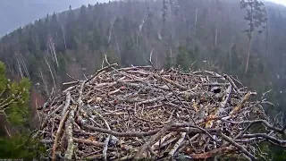 2022 04 09 Osprey: Pandion haliaetus tree falls