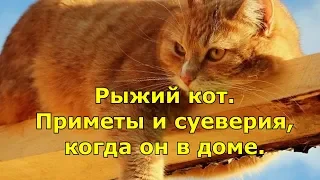 Рыжий кот. Приметы и суеверия, когда он в доме.