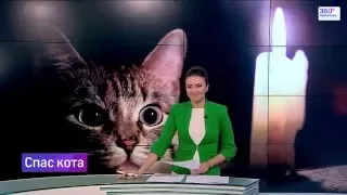 "Спас кота", телеканал "360"