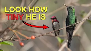 The Smallest Hummingbird's Rival is Twice the Size