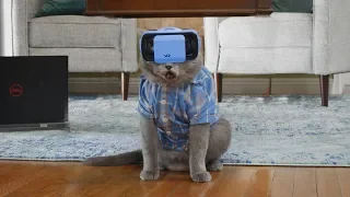 Кот Тестирует VR