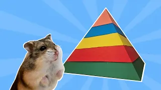 Hamster in the rainbow pyramid maze.