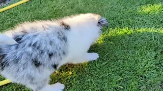 Border Collie puppy has fun with a  water hosepipe nozzle!