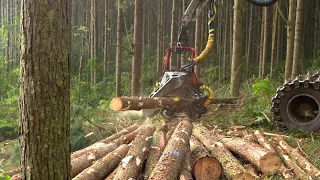 Pinus tem mais mercado do que eucaliptus, aponta indústria madeireira