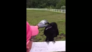 Raven Rescue (Crow)