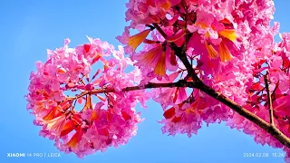 2024 追逐春天的花朵系列之十二 洋紅風鈴木在高師大和平校區