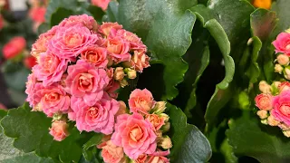 Beautiful Kalanchoe plants flowers// Indoor flowers kalanchoe