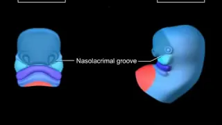 8. The development of the face and palate