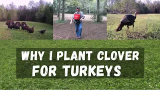 Why I Plant Clover For Turkeys