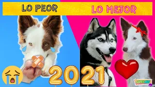 Lo MEJOR y lo PEOR de este año 2021 / Mel / Perros divertidos