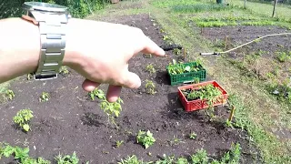 Gartenrundgang Mai - Tipps zu Milpabeet, Hirse, Zwiebeln, Wasserversorgung und Weg im Gemüsegarten