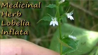 Lobelia Inflata Identification