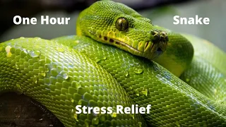 Snake Meditation Music - Relaxing - Stress Relief - One Hour