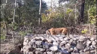Tiger Sighting on Road Jhirna Zone #tigereyestourism #jimcorbett #youtube #corbett #tiger