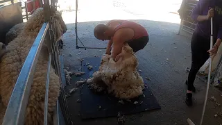 Sheep shearing early may