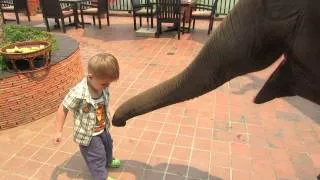 Feeding elephants is a full time job...