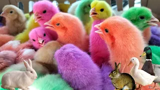 World Cute Chickens, Colorful Chickens, Rainbows Chickens, Cute Ducks, Cat, Rabbits,Cute Animals 🐤🥚🐟