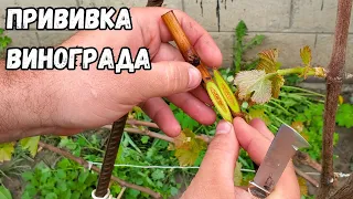 Grafting grapes black to black.Budding, improved copulation, splitting, grafting with pruning shears