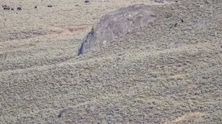 Male Grizzly Chases Sow and Cubs Full Chase