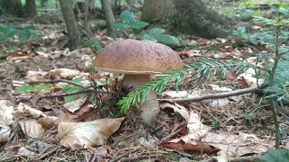 grzyby 2022 początek sezonu? vol. 3 boletus edulis