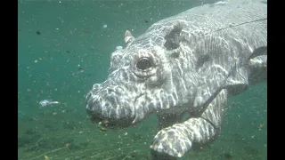 ***Hippo Spa*** - Robotic Spy Hippo Up Close With One of Africa's Most Dangerous Animals!