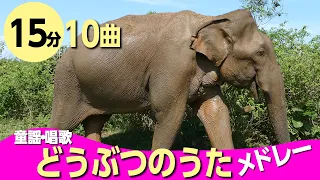 動物のうた・童謡メドレー〈15分10曲〉0~3歳児におすすめ！ぞうさん♪【途中スキップ広告ナシ】アニメーション/日本語歌詞付き_Sing a medley ofJapanese song