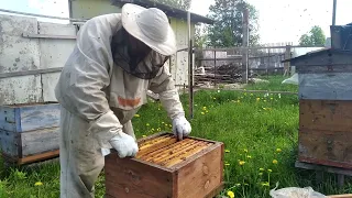 Пчеловодство с нуля - Делаю отводок от роевой семьи без поиска матки
