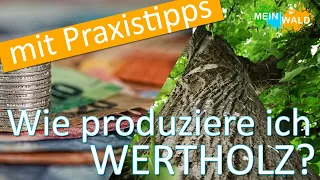 Wie erkenne, fördere und verkaufe ich Wertholz? 🌲 🌳 Wir zeigen es euch