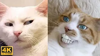4K 😼 Funny cats fails compilation, try not to laugh 😂 Cute cats video - Kris reaction